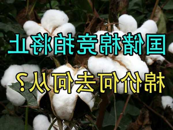 中糧期貨：國儲棉競拍將止 棉價何去何從？